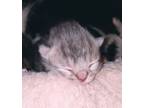 Adopt Paris - IN FOSTER a Gray or Blue Domestic Shorthair / Domestic Shorthair /