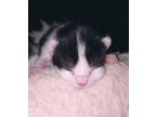 Adopt Berlin - IN FOSTER a White Domestic Shorthair / Domestic Shorthair / Mixed
