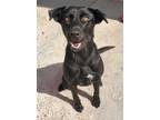Adopt Sweetie a Black Labrador Retriever / Golden Retriever / Mixed dog in New