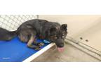 Adopt Jerico a German Shepherd Dog / Husky / Mixed dog in California City