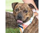 Adopt Boyd a American Pit Bull Terrier / Mixed dog in Troy, OH (38718519)