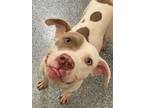 Adopt Dobby a White American Pit Bull Terrier / Mixed dog in Baton Rouge