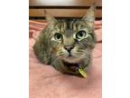 Adopt Jeannie a Brown or Chocolate Domestic Shorthair / Domestic Shorthair /