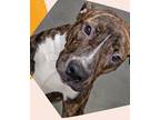 Adopt Dot a Brindle Mountain Cur / Mixed dog in Port St. Joe, FL (38694979)