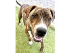 Adopt Wakko a Brindle Mountain Cur / Mixed dog in Port St. Joe, FL (38694980)