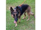 Adopt Kota a Tan/Yellow/Fawn German Shepherd Dog dog in Phenix City