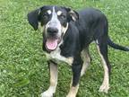 Adopt Ernie a Black Beagle / Mixed dog in Hayward, WI (38731065)