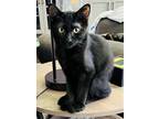 Adopt Sammy a All Black Domestic Shorthair (short coat) cat in Glendale