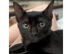 Adopt Trilo Bite a All Black Domestic Shorthair / Mixed cat in Austin