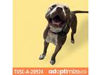 Adopt Ducky a Brown/Chocolate Pit Bull Terrier / Mixed dog in Tuscaloosa