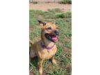 Adopt Jada a Red/Golden/Orange/Chestnut Pit Bull Terrier / Mixed dog in Black