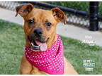 Adopt Vixy a Brown/Chocolate Boxer / Mixed dog in Kansas City, MO (38693372)