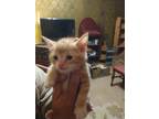 Adopt Frizzley a Orange or Red (Mostly) Domestic Shorthair / Mixed cat in Yucca