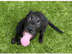 Adopt Starburst a Black - with White Labrador Retriever / Mixed Breed (Medium) /