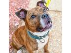 Adopt Trebek a Brindle Terrier (Unknown Type, Small) / Mixed dog in St.