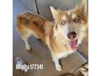 Adopt Nala (Minita) a White - with Tan, Yellow or Fawn Husky / Mixed dog in