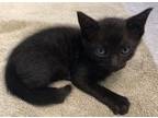 Adopt Paradise a All Black Domestic Shorthair / Mixed (short coat) cat in Boca