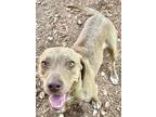 Adopt Goliath a Tan/Yellow/Fawn Labrador Retriever / Basset Hound / Mixed dog in