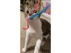 Adopt Bean a Domestic Shorthair / Mixed (short coat) cat in Hoover