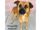 Adopt Dragonfly a Shepherd (Unknown Type) / Mixed dog in San Antonio