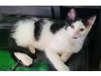 Adopt Buck a White Domestic Mediumhair / Mixed (long coat) cat in Wendell