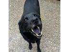 Adopt Reggie a Black Mixed Breed (Medium) / Mixed dog in Charleston