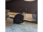 Adopt Quinton a All Black Domestic Shorthair / Mixed cat in Auburn