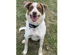 Adopt Huxley a White Australian Cattle Dog / Mixed dog in Hayward, WI (38626695)