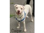 Adopt Casper a White Mixed Breed (Medium) / Dogo Argentino / Mixed dog in