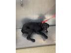 Adopt Judy a Black Labrador Retriever / Mixed dog in Fort Worth, TX (38641270)
