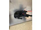 Adopt Lizzy a Black Labrador Retriever / Mixed dog in Fort Worth, TX (38641267)