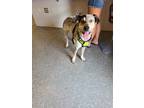 Adopt Sable a White Australian Cattle Dog / Coonhound / Mixed dog in Joshua