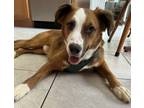 Adopt Archie Boy!!! a Red/Golden/Orange/Chestnut - with White Collie / Labrador