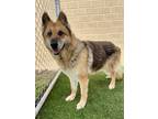 Adopt Natasha a Brown/Chocolate German Shepherd Dog / Mixed dog in Fort Worth