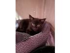 Adopt Rocco (SC) a All Black Domestic Shorthair / Mixed cat in San Angelo