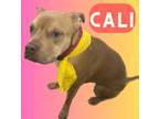 Adopt Cali a Tan/Yellow/Fawn Terrier (Unknown Type, Small) / Mixed dog in Palm