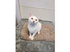 Adopt Furby a Domestic Shorthair / Mixed (short coat) cat in Greensboro