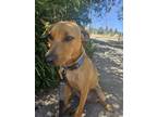 Adopt Lalo a Red/Golden/Orange/Chestnut Mixed Breed (Medium) / Mixed dog in San