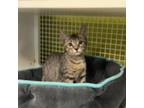 Adopt Mimosa a Domestic Shorthair / Mixed cat in Tallahassee, FL (38562402)