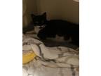 Adopt Barcelona- ADOPTED a All Black Domestic Shorthair / Domestic Shorthair /