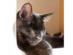 Adopt Lolita a All Black Domestic Shorthair / Mixed cat in Morgan Hill