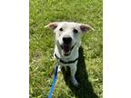 Adopt Toby- Kitchener a White Mixed Breed (Medium) / Mixed dog in Kitchener