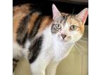 Adopt Pumpkin a Calico or Dilute Calico Domestic Shorthair / Mixed cat in
