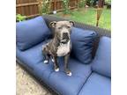 Adopt Ivy a Gray/Silver/Salt & Pepper - with Black American Pit Bull Terrier /