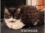 Adopt Vanessa a Black & White or Tuxedo Domestic Shorthair (short coat) cat in