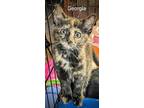 Adopt Georgia a Tortoiseshell Domestic Shorthair (short coat) cat in Binghamton