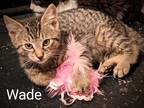 Adopt Wade a Gray, Blue or Silver Tabby Domestic Shorthair (short coat) cat in