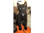 Adopt Duke a Black (Mostly) Domestic Shorthair (short coat) cat in Binghamton