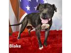 Adopt Blake a Black Pit Bull Terrier / Mixed dog in Yuma, AZ (38483566)