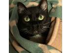 Adopt Jasmine 2023 a All Black Domestic Shorthair / Mixed cat in Bensalem